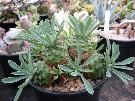 کاکتوس آناناسی